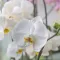 Image for Orchideeën