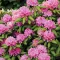 Image for Rododendron