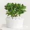 Image for Vetplanten