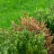 Boxwood Blight