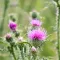 Distel bestrijden – Combattre chardon - I Love My Garden