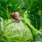 Schnecke auf Salat