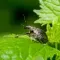 Vine weevil control