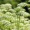 Zevenblad bestrijden – Combattre herbe aux goutteux - I Love My Garden