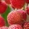 How to grow Lychee