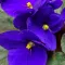 African Violet