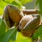 Growing almond