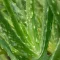 Aloe Vera plant