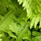 Boston Fern