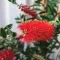 bottlebrush