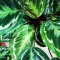 Calathea