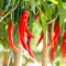 Chillies growing