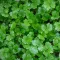 Coriander growing