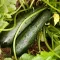 Courgettes growing