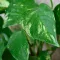 Epipremnum Pinnatum leaves