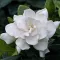 Gardenia