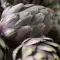 Globe Artichoke small