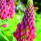 How to Grow Lupins 