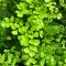 Maidenhair Ferns