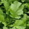 Mustard Greens