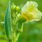 How to grow small Okra