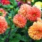 Image for Plantes fleuries