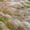 Pampas grass: Planten en verzorgen - Plantation et entretien - Love the garden