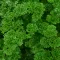 Parsley small