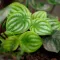 peperomia