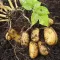 Freshly dug potatoes
