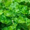 Watercress plant