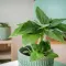 How to grow and care for banana plants inside