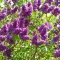 How to grow and care for Buddleia