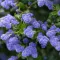 How to grow and care for Ceanothus