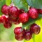 How to grow and care for cherry trees