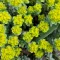 How to grow and care for Euphorbias