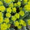 How to grow and care for Euphorbias