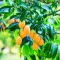 How to grow and care for mango trees
