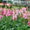 How to grow and care for Snapdragons