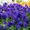 How to grow and care for Violas