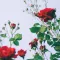 Comment planter et cultiver un rosier ?