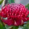 Waratah