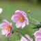 How to grow and care for Anemone 