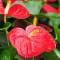 Anthurium