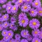 How to grow and care for Asters 