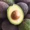 Avocado kweken – Culture de l'avocat - I Love My Garden