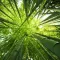 Bamboe kiezen, planten en verzorgen | Choix, plantation et entretien du bambou | I love the garden