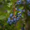 Blueberries growing