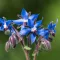 How to grow borage