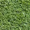 Buxus_hedge